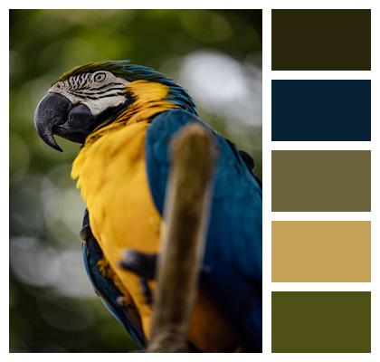 Blue And Yellow Macaw Animal Bird Image